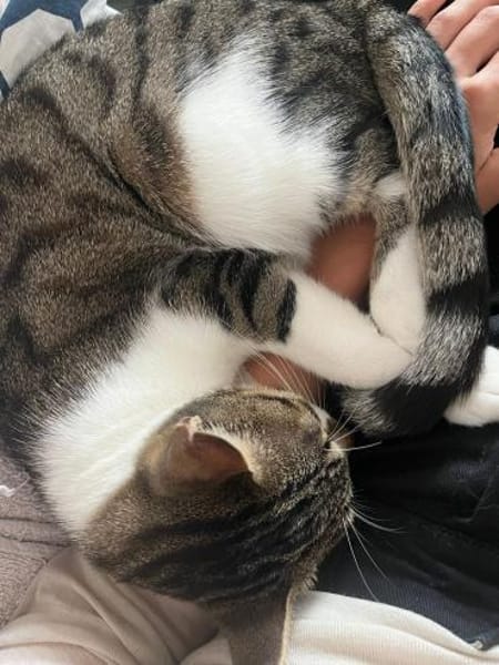 Charly aus dem Tierschutz