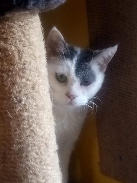 KITTY braucht Zuhause