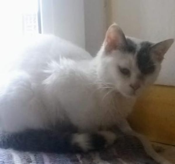 KITTY braucht Zuhause