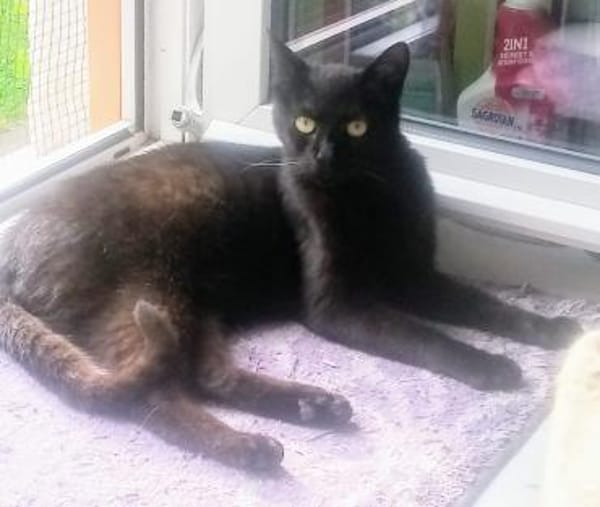 ODIN sucht eine Familie