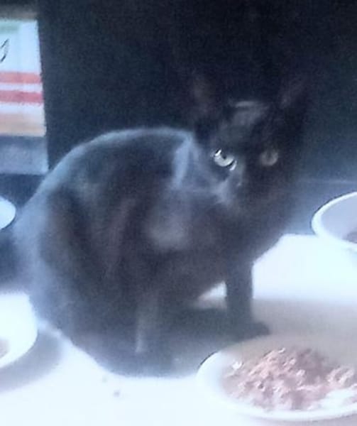 ODIN sucht eine Familie