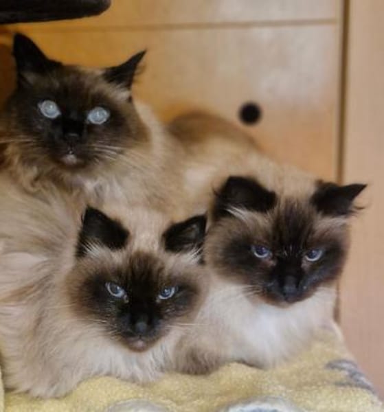 Diese drei wunderschönen, lieben