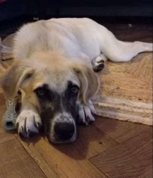 Lana sensible Schönheit sucht ihr Zuhaus