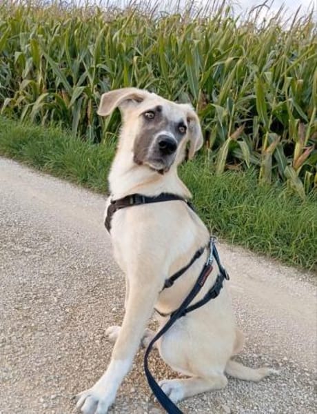 Lana sensible Schönheit sucht ihr Zuhaus