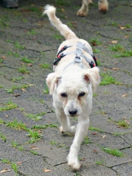 Batman, freundlich, offen, lernwillig