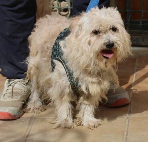 Batman, freundlich, offen, lernwillig