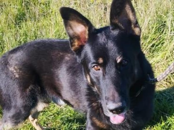 Freddy braucht euch dringend