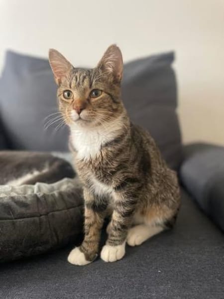 Schmusekater Pepe sucht seine Familie