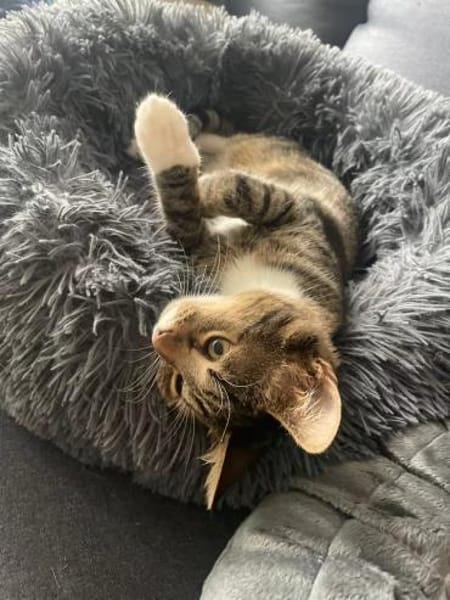 Schmusekater Pepe sucht seine Familie