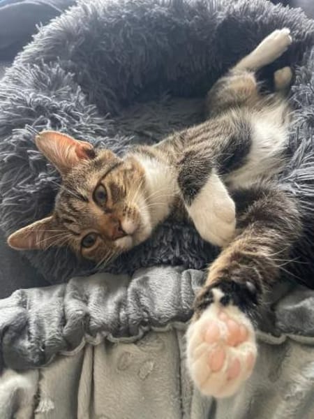 Schmusekater Pepe sucht seine Familie