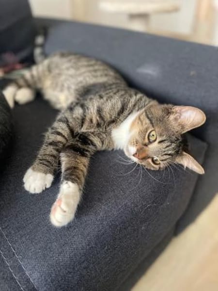 Schmusekater Pepe sucht seine Familie