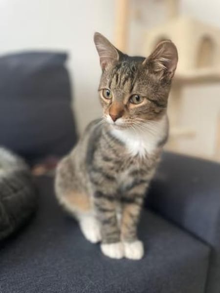 Schmusekater Pepe sucht seine Familie