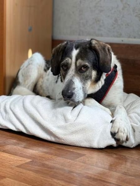 ✨ Sheldon  ein schöner Hund mit großem