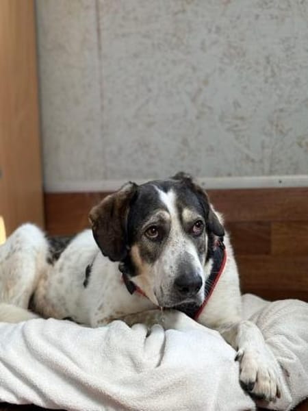 ✨ Sheldon  ein schöner Hund mit großem