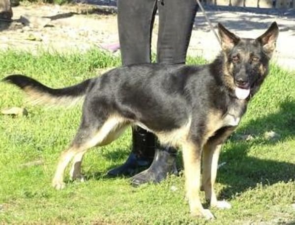 DONNA hat einen Wunsch