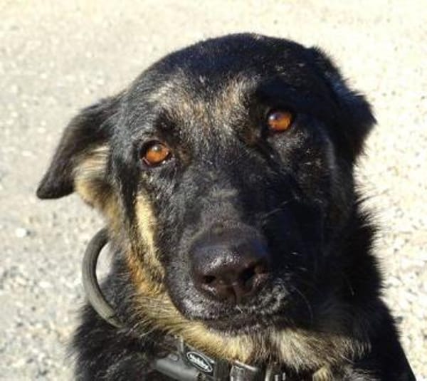 DONNA hat einen Wunsch