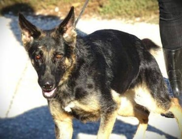 DONNA hat einen Wunsch