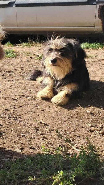 Wuschl, der Name ist Programm