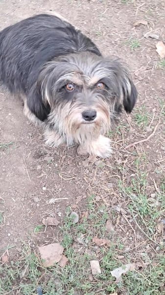 Wuschl, der Name ist Programm