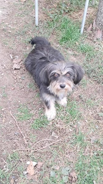 Wuschl, der Name ist Programm