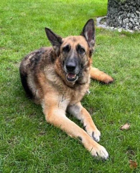 Sara auf Pflegestelle in Hessen