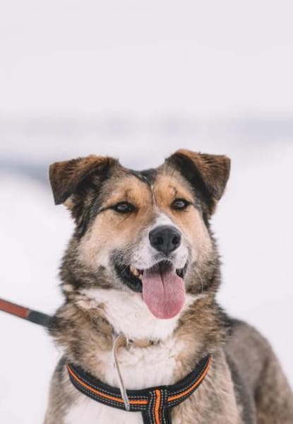 Emmy- gute Laune pur