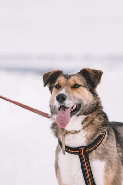 Emmy- gute Laune pur