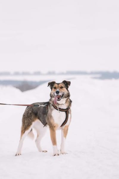 Emmy- gute Laune pur