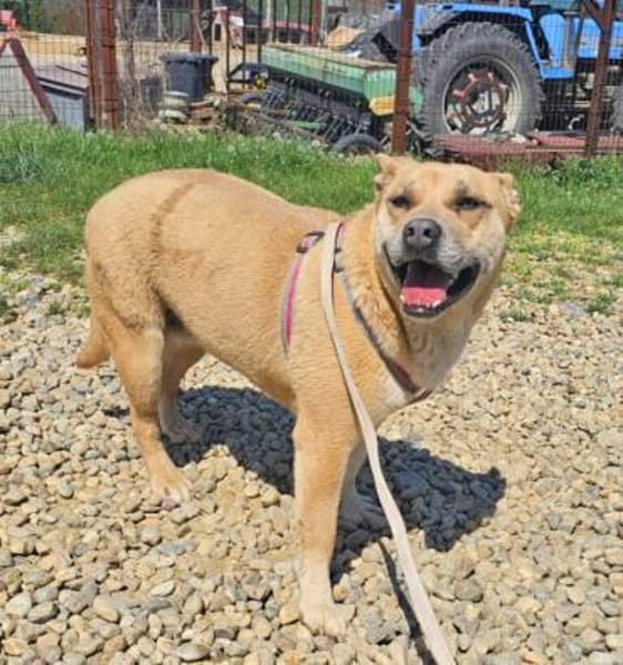 Doina liebt Menschen über alles