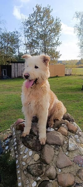 Messi - Toller Charakterhund
