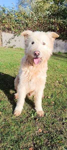 Messi - Toller Charakterhund