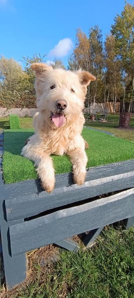 Messi - Toller Charakterhund
