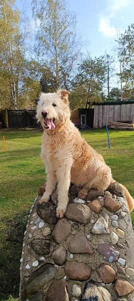 Messi - Toller Charakterhund