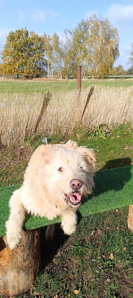 Messi - Toller Charakterhund