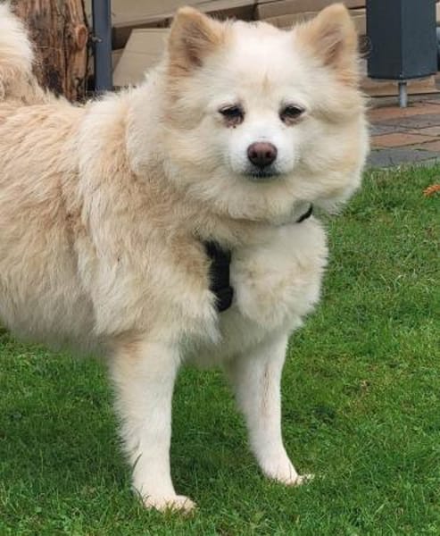 Roma sehnt sich nach Geborgenheit