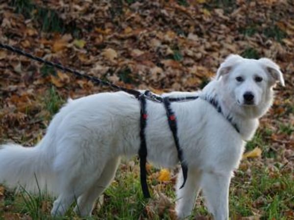 Zuckerschnute Baba sucht ihr Zuhause