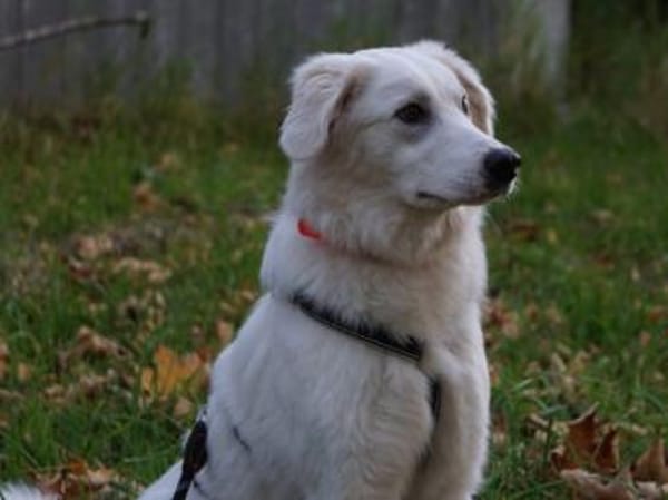 Zuckerschnute Baba sucht ihr Zuhause