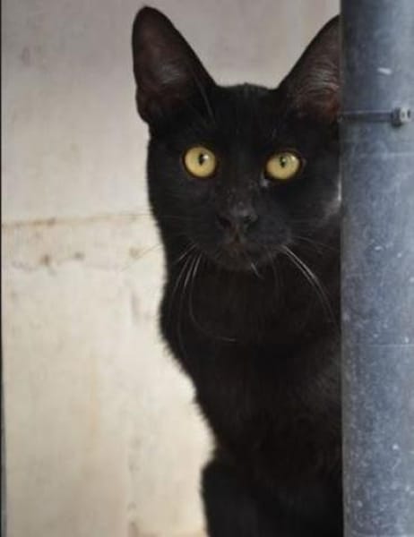 Buddy wäre ein prima Familienkater!