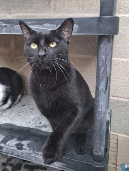 Buddy wäre ein prima Familienkater!