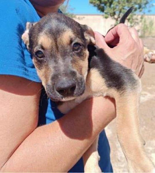 Marco im Tierheim Ransbach-Baumbach