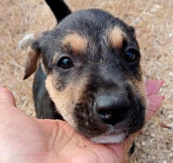 Marco im Tierheim Ransbach-Baumbach