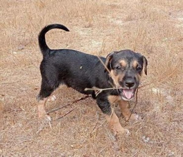 Marco im Tierheim Ransbach-Baumbach