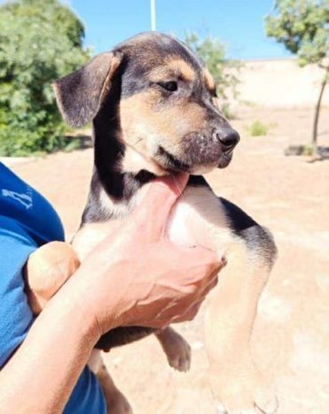 Marco im Tierheim Ransbach-Baumbach