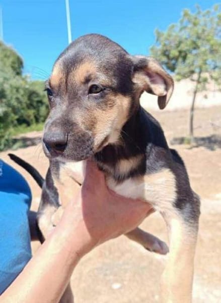 Marco im Tierheim Ransbach-Baumbach