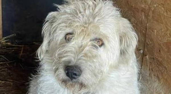 Maja, wie eine große Schneeflocke 🐾