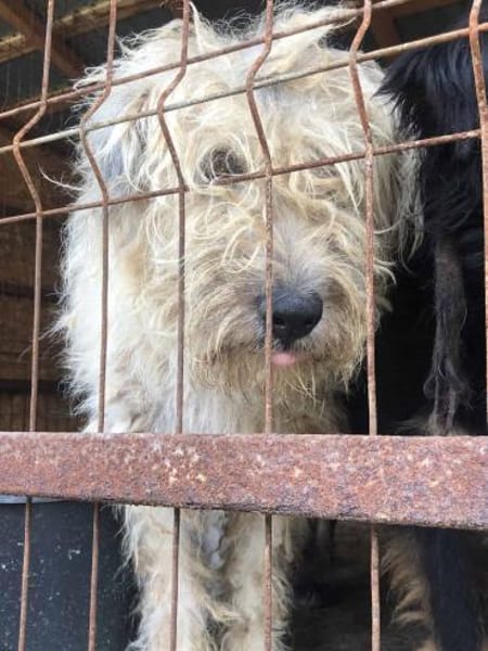 Maja, wie eine große Schneeflocke 🐾
