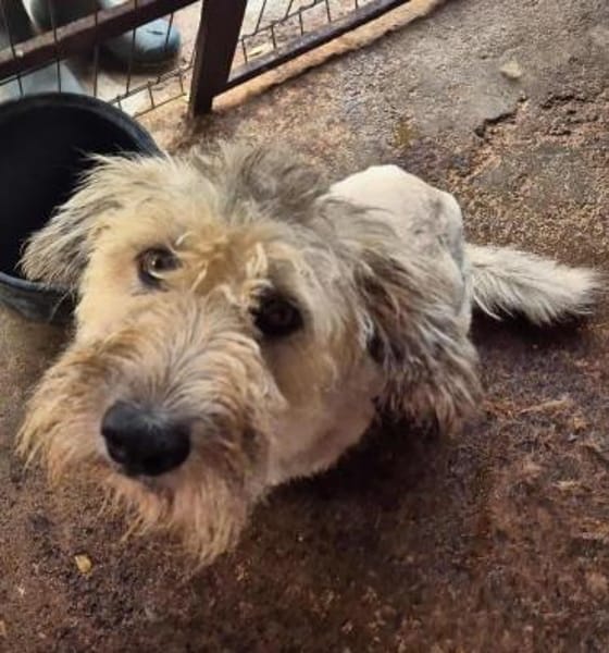 Maja, wie eine große Schneeflocke 🐾