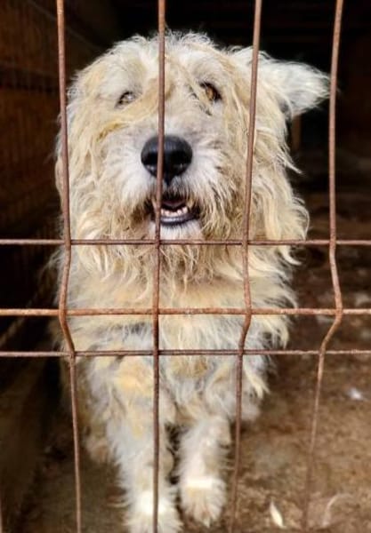 Maja, wie eine große Schneeflocke 🐾
