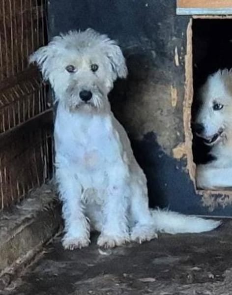 Maja, wie eine große Schneeflocke 🐾