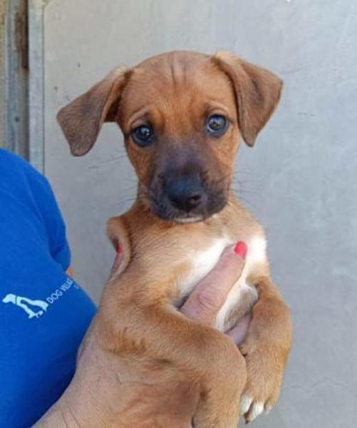 Mario im Tierheim Ransbach-Baumbach